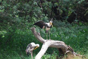 Italian Names of Birds