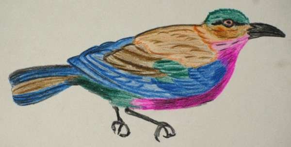 Indian Roller