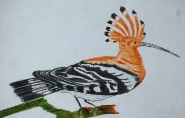 Hoopoe