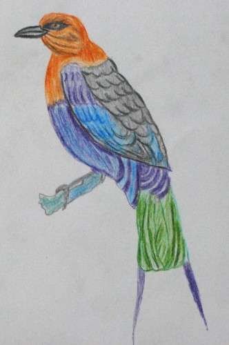 Blue-bellied Roller