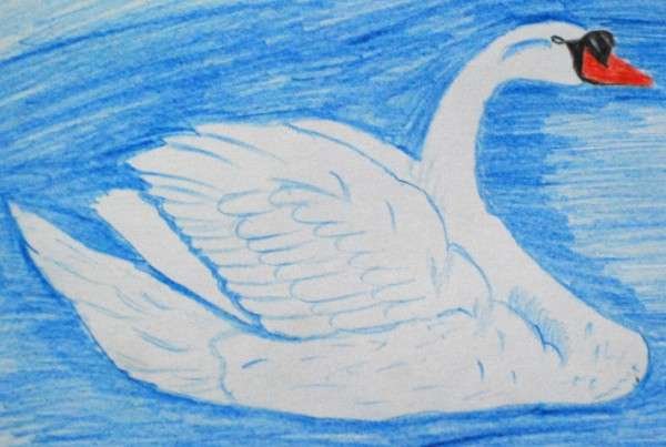 Mute Swan
