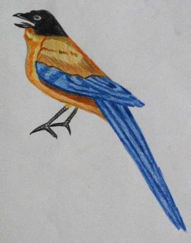 Azure-winged Magpie