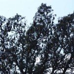 Hindi Poem on Trees for UKG Class