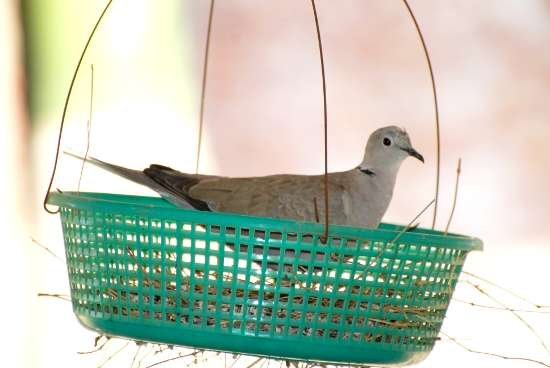 Dove