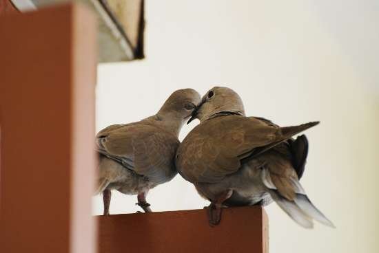 doves