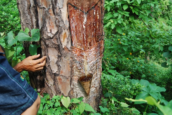 names-of-trees-in-kannada-and-english