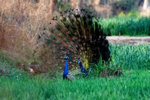Nabha (1)