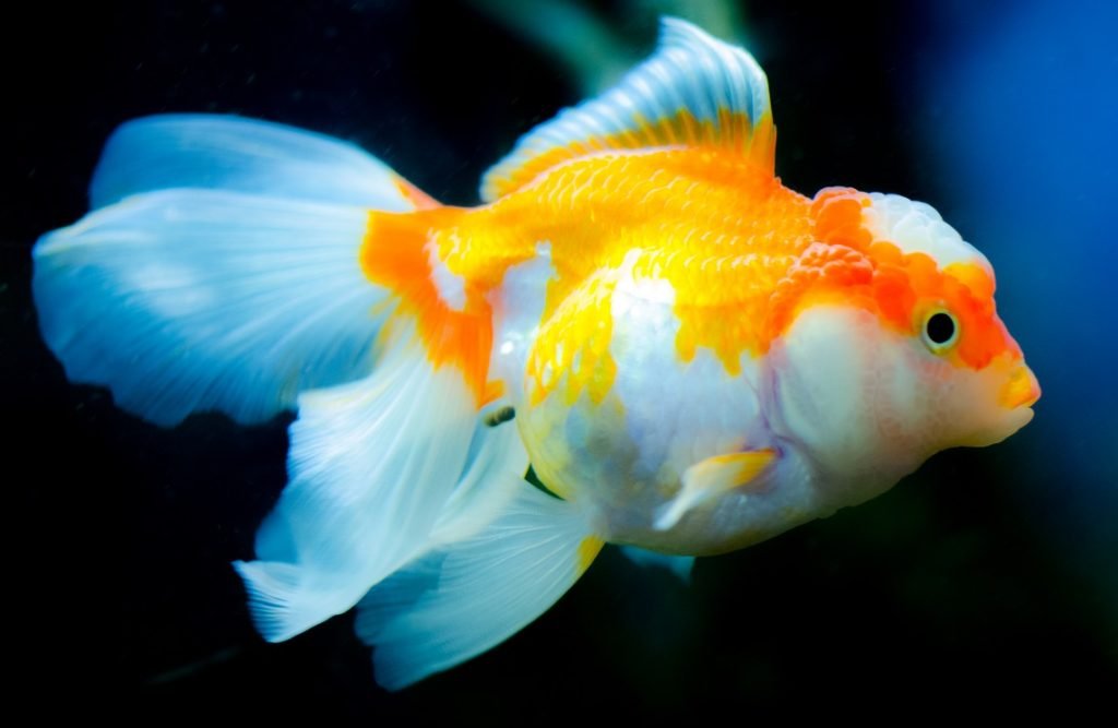 Names of Fishes in Malayalam